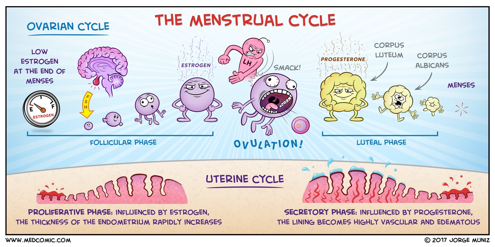 schéma descriptif du cycle menstruel avec les hormones | Hélène Kraus | Diététicienne à Bordeaux Le Bouscat